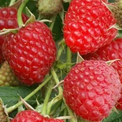 Малина КОЛОКОЛЬЧИК — описание сорта Малина КОЛОКОЛЬЧИК в Санкт-Петербурге