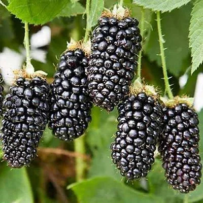 Ежевика КАРАКА БЛЭК  Ежевика КАРАКА БЛЭК в Санкт-Петербурге