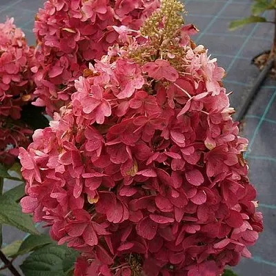 Гортензия КАНДЕЛАЙТ метельчатая  Гортензия КАНДЕЛАЙТ метельчатая в Санкт-Петербурге