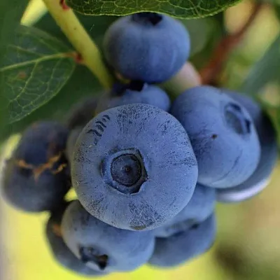 Средние сорта  Средние сорта в Санкт-Петербурге