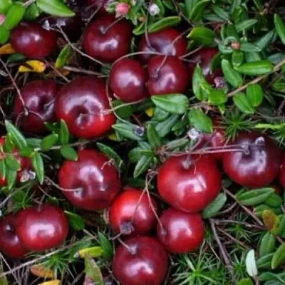 Клюква БЕН ЛИР  Клюква БЕН ЛИР в Санкт-Петербурге