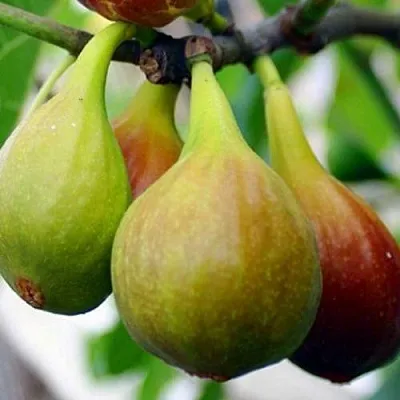 Инжир ДАЛМАТСКИЙ в Санкт-Петербурге