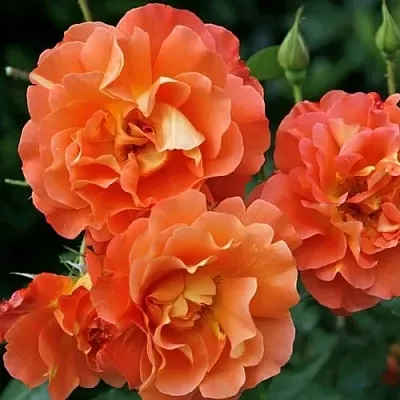 Саженцы роз ВЕСТЕРЛЕНД шраб  Саженцы роз ВЕСТЕРЛЕНД шраб в Санкт-Петербурге