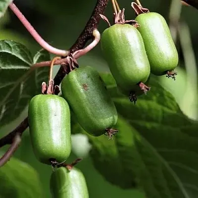 Актинидия СЕНТЯБРЬСКАЯ коломикта  Актинидия СЕНТЯБРЬСКАЯ коломикта в Санкт-Петербурге
