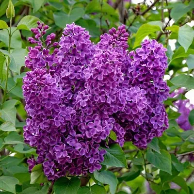 Сирень СУМЕРКИ  Сирень СУМЕРКИ в Санкт-Петербурге