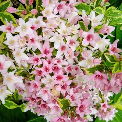 Вейгела САННИ ПРИНЦЕСС  Вейгела САННИ ПРИНЦЕСС в Санкт-Петербурге