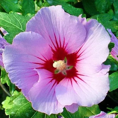 Гибискус ПИНК ФЛИРТ сирийский  Гибискус ПИНК ФЛИРТ сирийский в Санкт-Петербурге