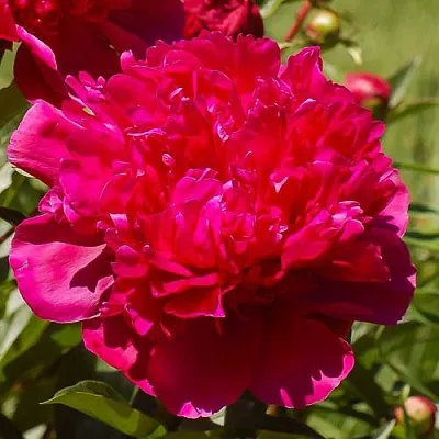 Пион БИГ БЕН травянистый  Пион БИГ БЕН травянистый в Санкт-Петербурге