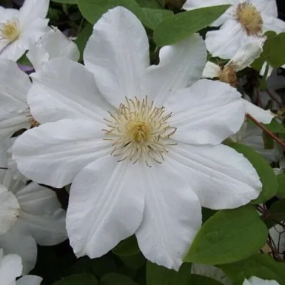 Клематис  Клематис в Санкт-Петербурге