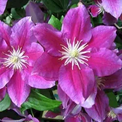 Клематис ХАНИЯ  Клематис ХАНИЯ в Санкт-Петербурге