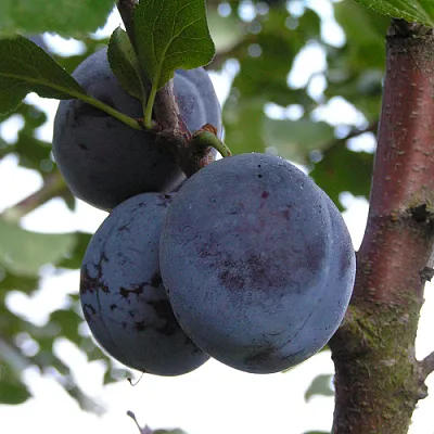 Слива ВЕНГЕРКА БЕЛОРУССКАЯ  Слива ВЕНГЕРКА БЕЛОРУССКАЯ в Санкт-Петербурге