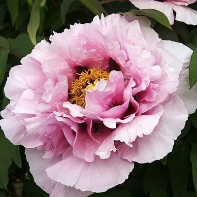 Пион РОЗОВАЯ РЕКА древовидный  Пион РОЗОВАЯ РЕКА древовидный в Санкт-Петербурге