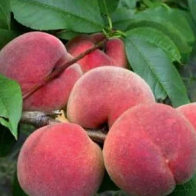 Персик КАНАДИАН ХАРМОНИ  Персик КАНАДИАН ХАРМОНИ в Санкт-Петербурге