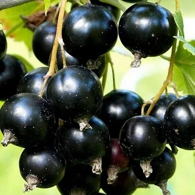 Смородина чёрная СОКРОВИЩЕ в Санкт-Петербурге