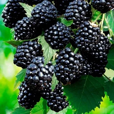 Ежевика ЛОХТЕЙ бесшипная  Ежевика ЛОХТЕЙ бесшипная в Санкт-Петербурге