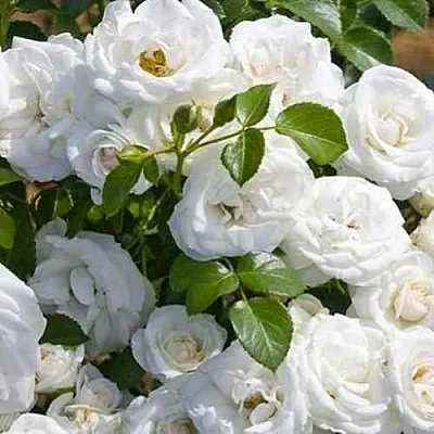 Саженцы роз НЕЖ ДЕ ТЕ мускусная  Саженцы роз НЕЖ ДЕ ТЕ мускусная в Санкт-Петербурге