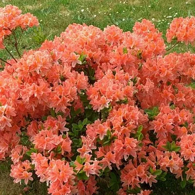 Рододендрон ЯПОНСКИЙ ОРАНЖЕВЫЙ  Рододендрон ЯПОНСКИЙ ОРАНЖЕВЫЙ в Санкт-Петербурге