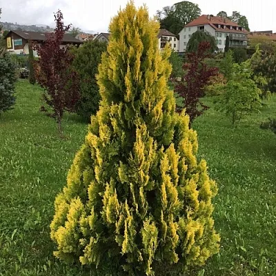 Туя ЕЛЛОУ РИББОН западная  Туя ЕЛЛОУ РИББОН западная в Санкт-Петербурге