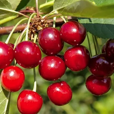 Вишня ЛЮБСКАЯ в Санкт-Петербурге