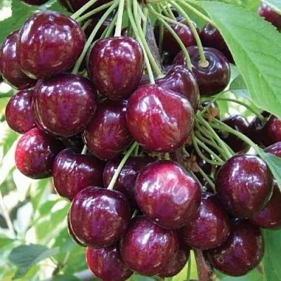 Черешня СЭМ колонновидная  Черешня СЭМ колонновидная в Санкт-Петербурге