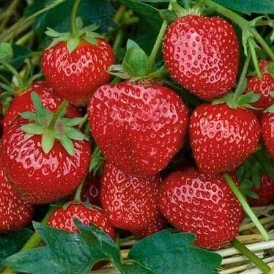 Клубника СЕЛЬВА ремонтантная  Клубника СЕЛЬВА ремонтантная в Санкт-Петербурге