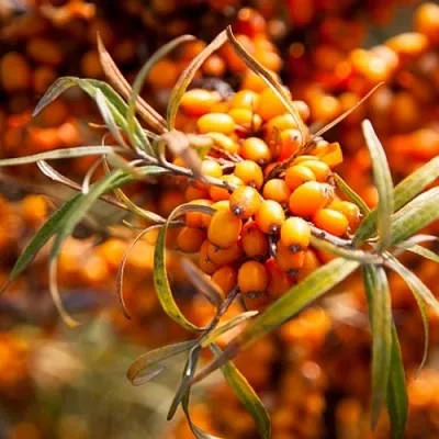 Облепиха ФИНСКАЯ  Облепиха ФИНСКАЯ в Санкт-Петербурге