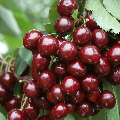 Черешня СИЛЬВИЯ колоновидная  Черешня СИЛЬВИЯ колоновидная в Санкт-Петербурге