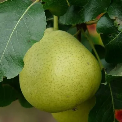 Груша САНРЕМО колонновидная  Груша САНРЕМО колонновидная в Санкт-Петербурге