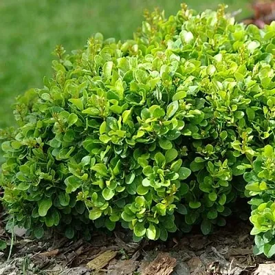 Барбарис КОБОЛЬД тунберга в Санкт-Петербурге