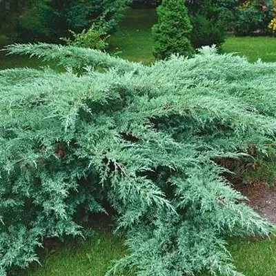 Можжевельник ГРЕЙ ОУЛ виргинский  Можжевельник ГРЕЙ ОУЛ виргинский в Санкт-Петербурге