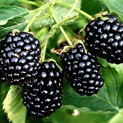 Ежевика ПРАЙМ АРК ТРЕВЕЛЕР ремонтантная  Ежевика ПРАЙМ АРК ТРЕВЕЛЕР ремонтантная в Санкт-Петербурге