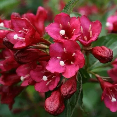 Вейгела ЕВА РАТКЕ в Санкт-Петербурге