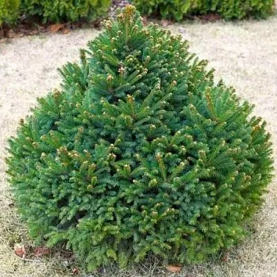 Ель БАРРИ обыкновенная  Ель БАРРИ обыкновенная в Санкт-Петербурге