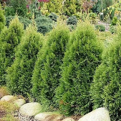 Туя СМАРАГД ВИТБОНТ западная  Туя СМАРАГД ВИТБОНТ западная в Санкт-Петербурге