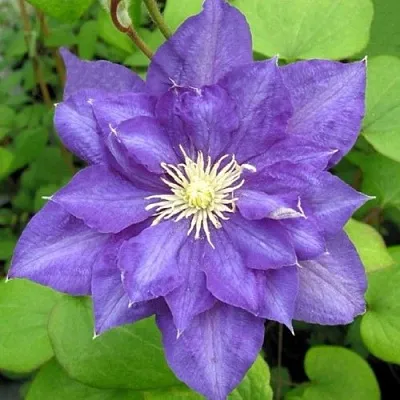 Клематис БЬЮТИ ОФ ВОЧЕСТЕР  Клематис БЬЮТИ ОФ ВОЧЕСТЕР в Санкт-Петербурге