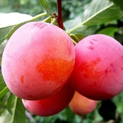 Слива КОМЕТА  Слива КОМЕТА в Санкт-Петербурге