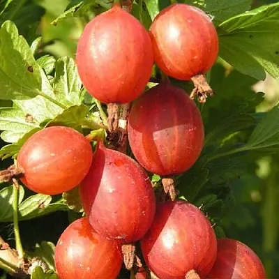 Крыжовник МАШЕКА  Крыжовник МАШЕКА в Санкт-Петербурге