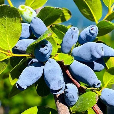 Жимолость съедобная АВРОРА  Жимолость съедобная АВРОРА в Санкт-Петербурге