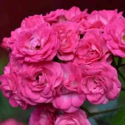 Саженцы роз ДИНКИ мускусная  Саженцы роз ДИНКИ мускусная в Санкт-Петербурге