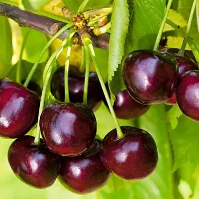 Черешня ИПУТЬ в Санкт-Петербурге