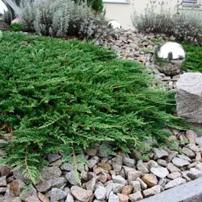 Можжевельник ПРИНЦ ОФ УЭЛЬС горизонтальный  Можжевельник ПРИНЦ ОФ УЭЛЬС горизонтальный в Санкт-Петербурге