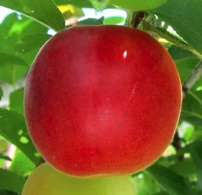 Плумкот БИРИКОККОЛО БОЛОГНЕС  Плумкот БИРИКОККОЛО БОЛОГНЕС в Санкт-Петербурге