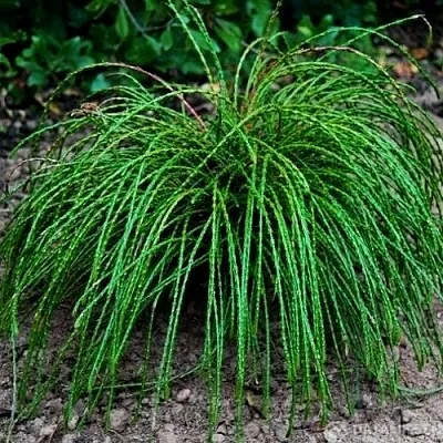 Туя ВИПКОРД складчатая  Туя ВИПКОРД складчатая в Санкт-Петербурге