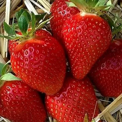 Клубника СИБИЛЛА  Клубника СИБИЛЛА в Санкт-Петербурге