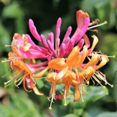 Жимолость ГЕКРОТА в Санкт-Петербурге