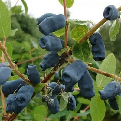 Жимолость съедобная ПУШКИНСКАЯ  Жимолость съедобная ПУШКИНСКАЯ в Санкт-Петербурге