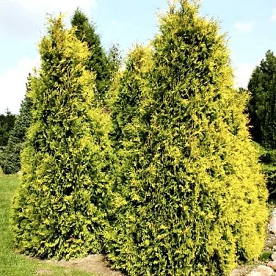 Туя САЛЛАНД западная  Туя САЛЛАНД западная в Санкт-Петербурге