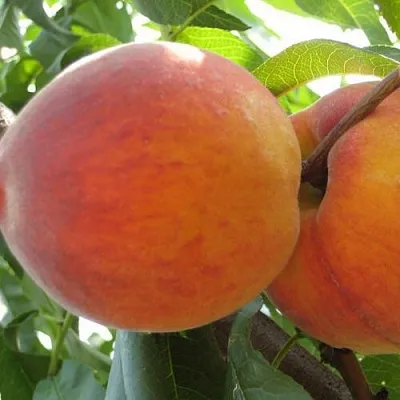 Персик СОЧНЫЙ  Персик СОЧНЫЙ в Санкт-Петербурге