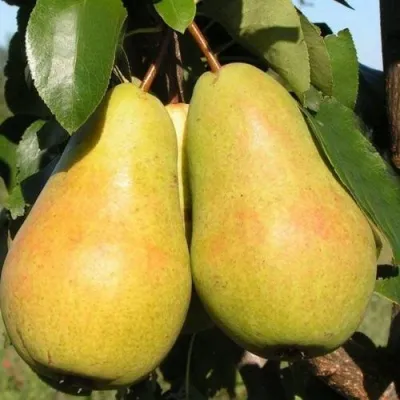 Груша ЧИЖОВСКАЯ — описание сорта Груша ЧИЖОВСКАЯ в Санкт-Петербурге
