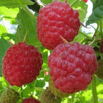 Малина НОВОСТЬ КУЗЬМИНА   Малина НОВОСТЬ КУЗЬМИНА  в Санкт-Петербурге